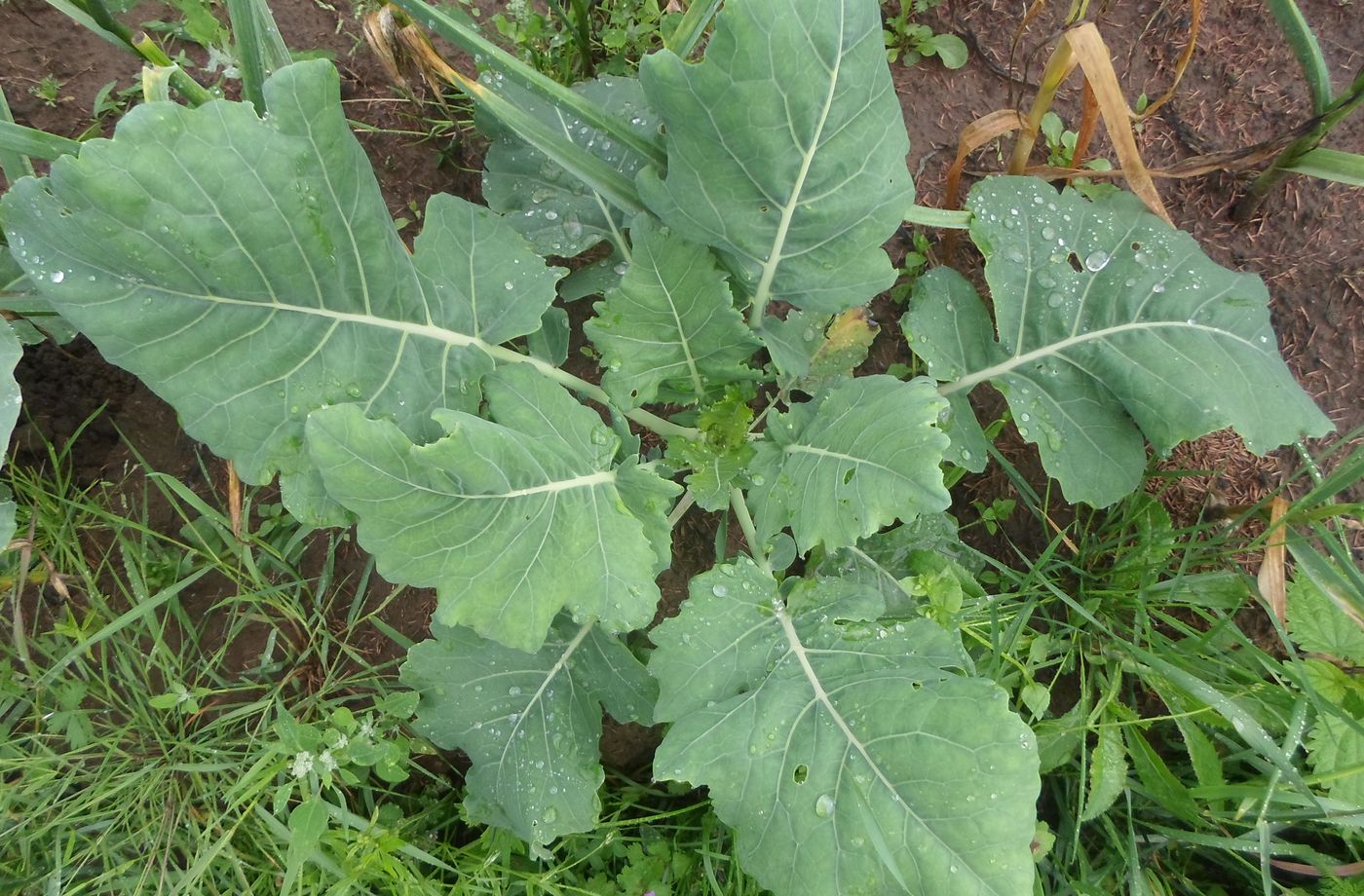 Изображение особи Brassica oleracea var. gongylodes.