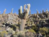 familia Cactaceae. Взрослое растение. Боливия, солар Уюни, остров Пескадо, вулканический грунт. 17 марта 2014 г.