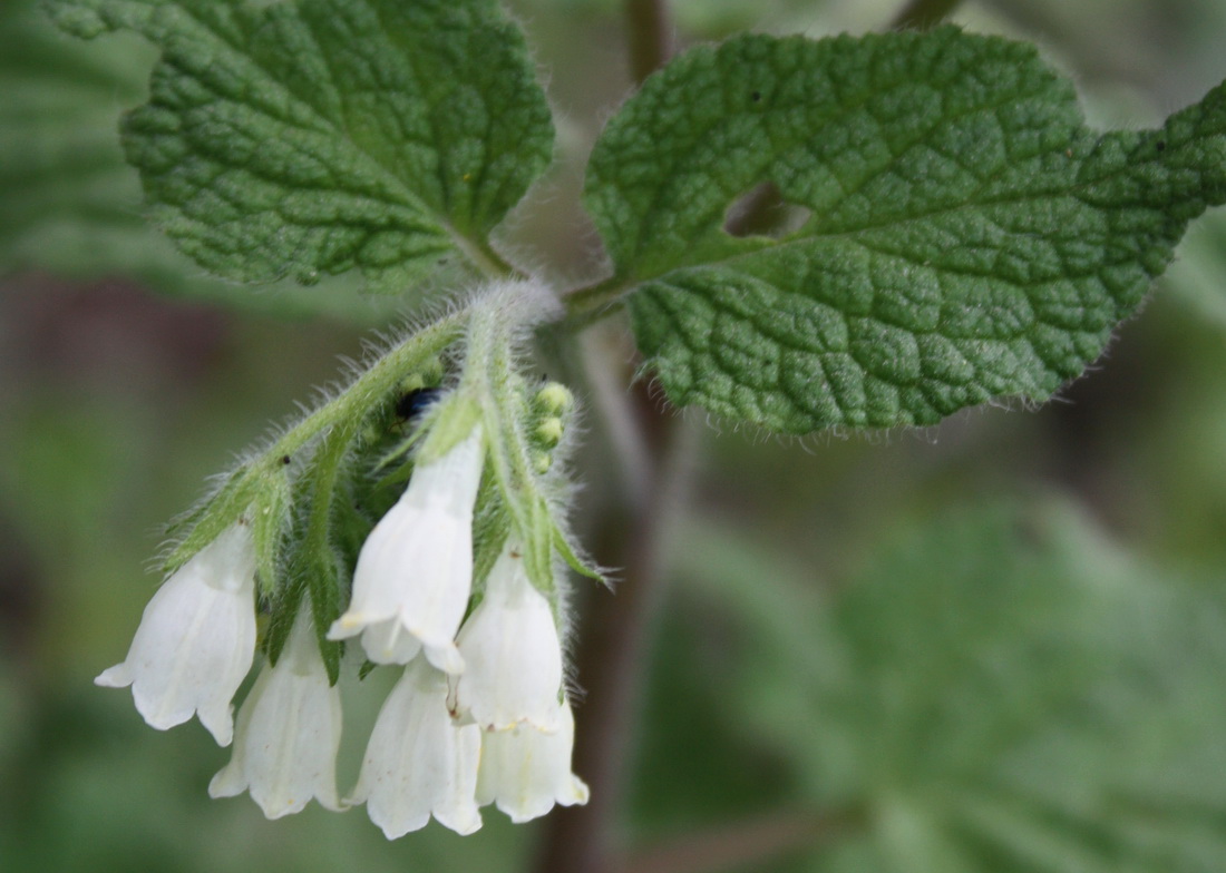 Изображение особи Symphytum tauricum.