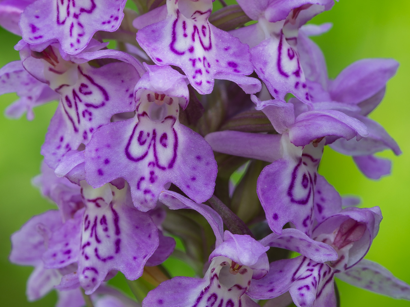 Image of Dactylorhiza baltica specimen.