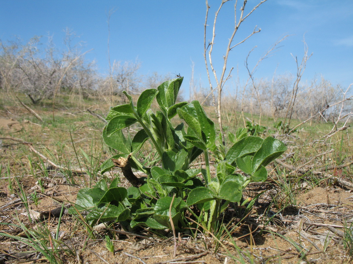 Изображение особи Glycyrrhiza glabra.