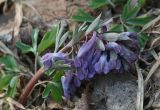 Corydalis solida. Цветущее растение. Костромская обл., Костромской р-н, окр. пос. Козловы Горы, опушка сероольшанника вдоль берега р. Волга. 16.04.2017.