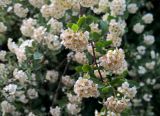genus Spiraea. Верхушка цветущего кустарника. Краснодарский край, г. Тихорецк, в озеленении. 08.05.2018.