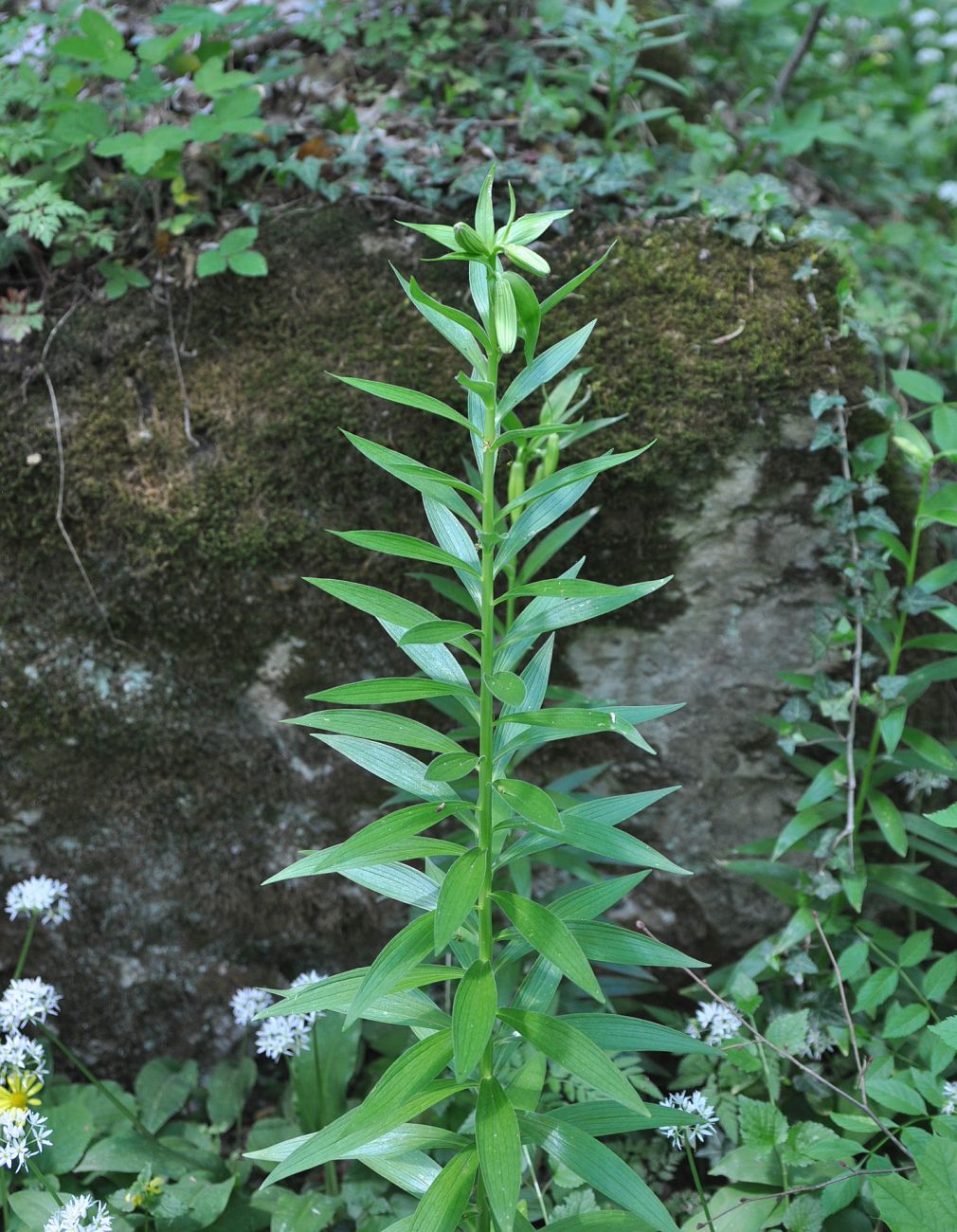 Image of Lilium monadelphum specimen.