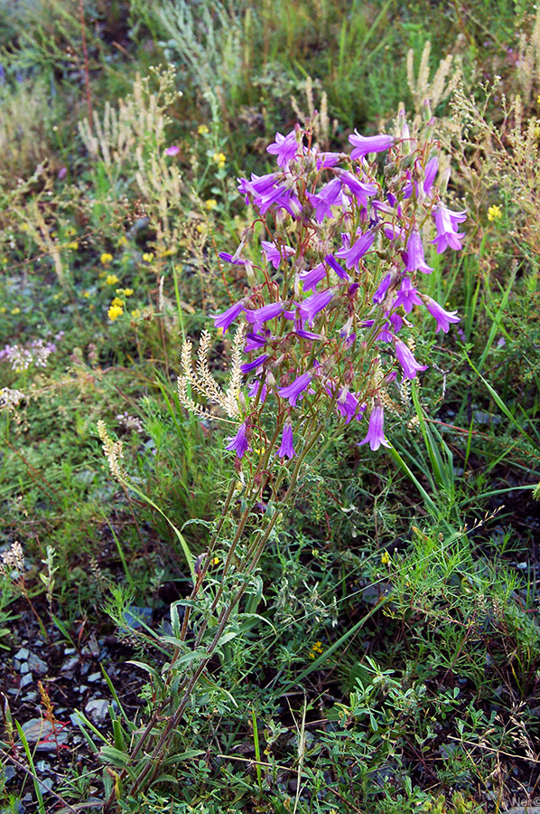 Image of Campanula sibirica specimen.