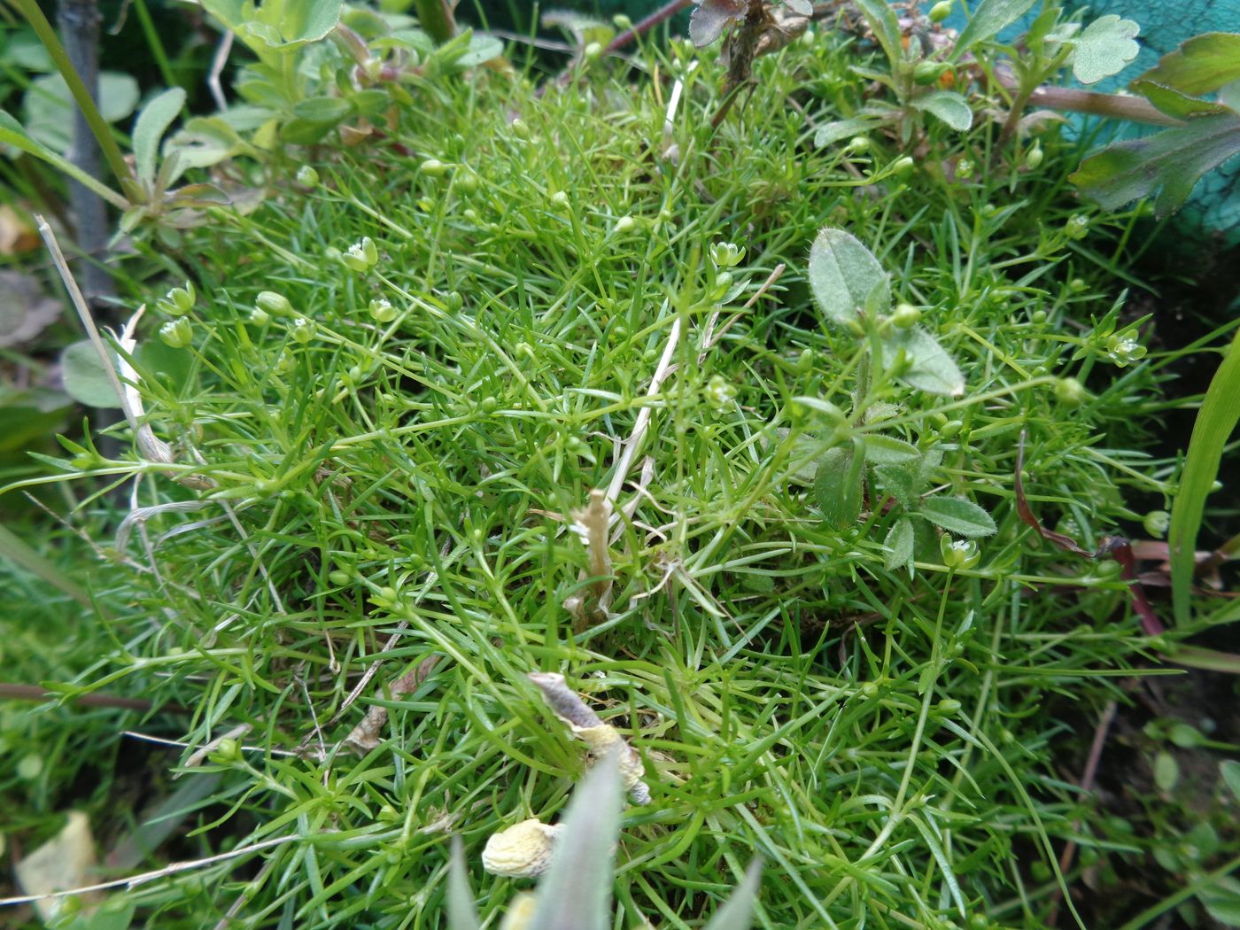 Image of Sagina procumbens specimen.