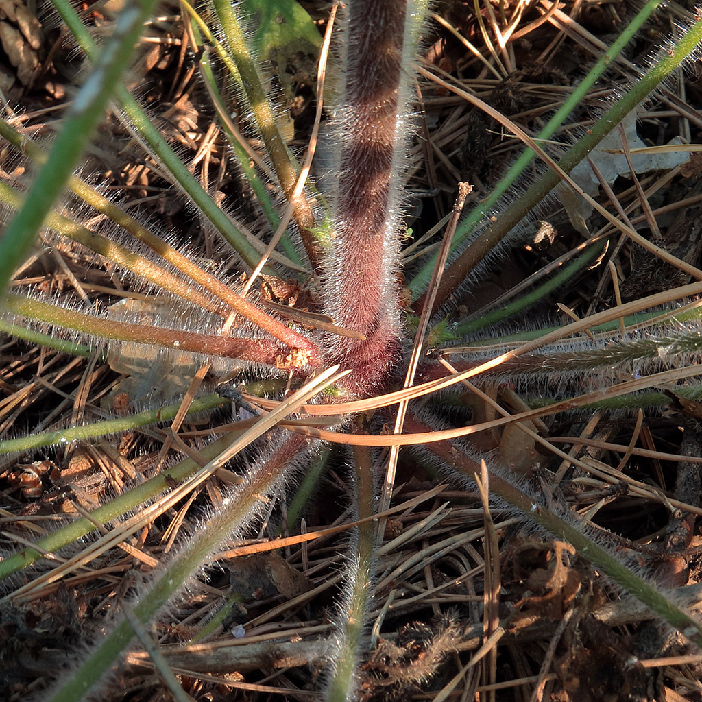 Image of Geranium robertianum specimen.