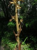 Neottia krasnojarica