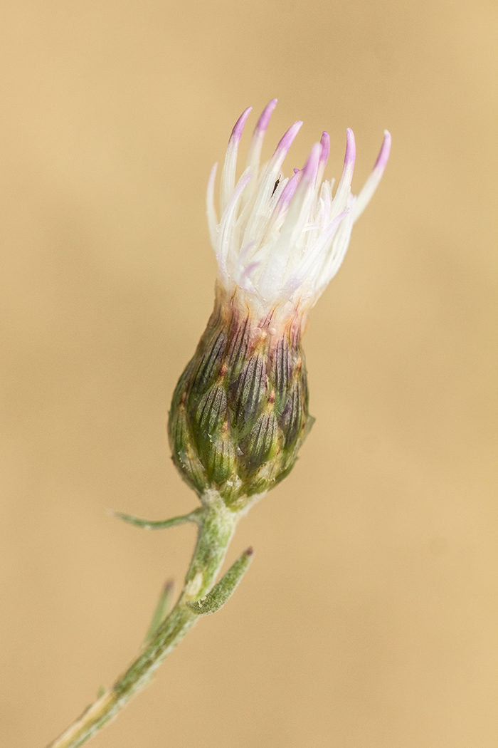 Image of Centaurea borysthenica specimen.