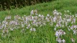 Saponaria officinalis