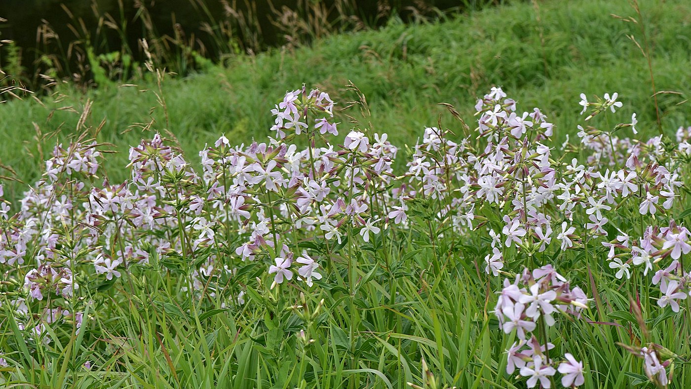 Изображение особи Saponaria officinalis.