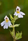 Euphrasia petiolaris. Верхушка цветущего растения. Карачаево-Черкесия, Зеленчукский р-н, окр. пос. Архыз, хребет Абишира-Ахуба, южный склон пер. Федосеева, ≈ 2200 м н.у.м., опушка соснового леса. 30.07.2018.