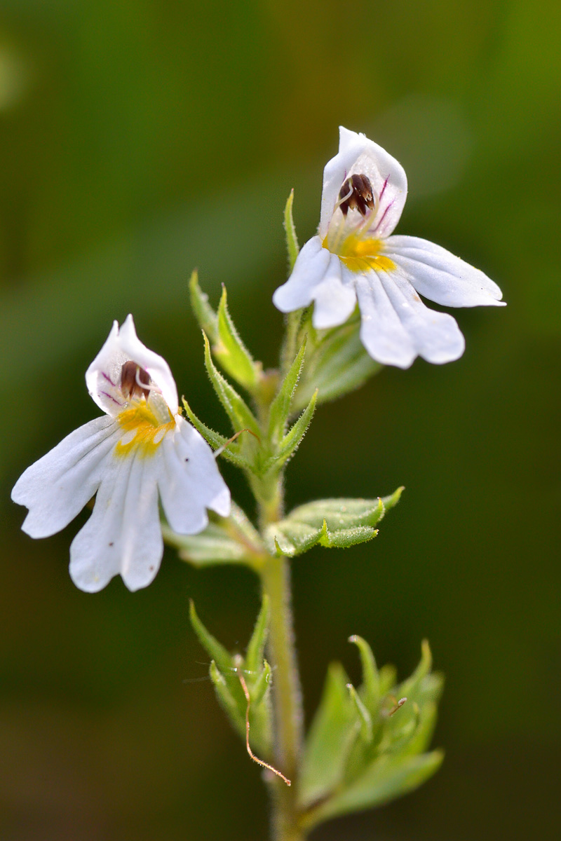 Изображение особи Euphrasia petiolaris.