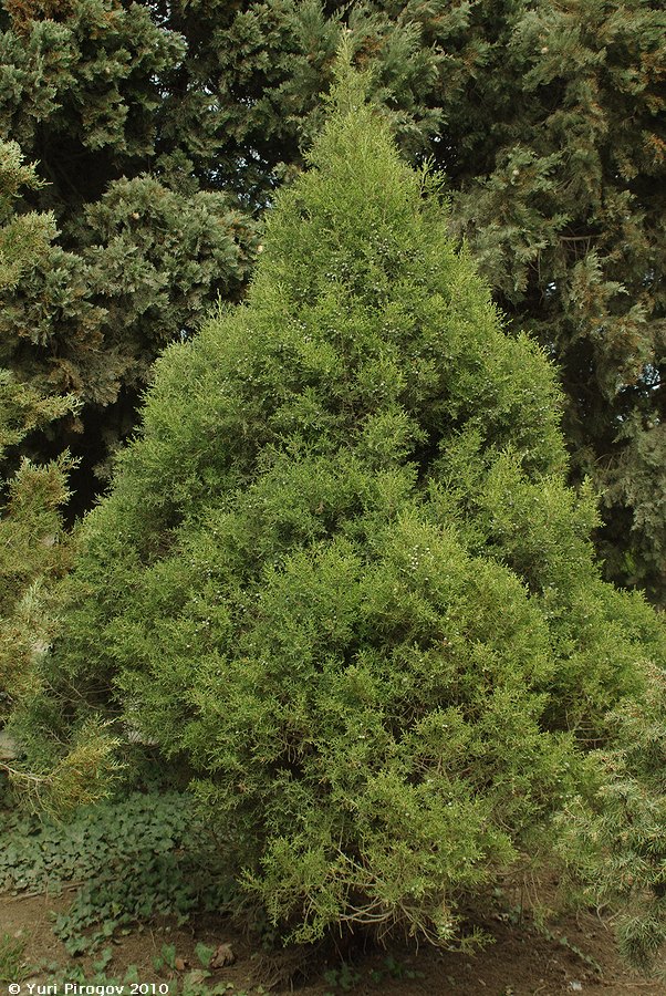 Изображение особи Juniperus deppeana.