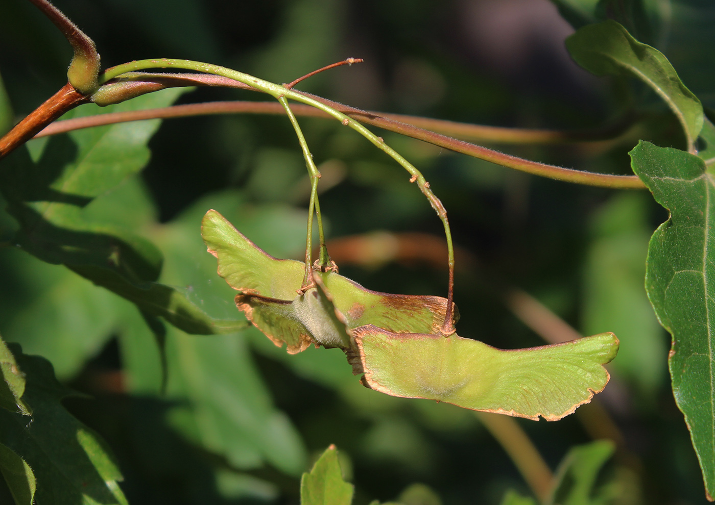 Image of genus Acer specimen.