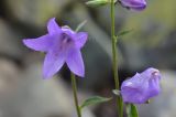 genus Campanula. Цветок и часть побега соцветия. Карачаево-Черкесия, Зеленчукский р-н, окр. пос. Архыз, хребет Абишира-Ахуба, южный склон пер. Федосеева, ≈ 1830 м н.у.м., горный луг. 29.07.2018.