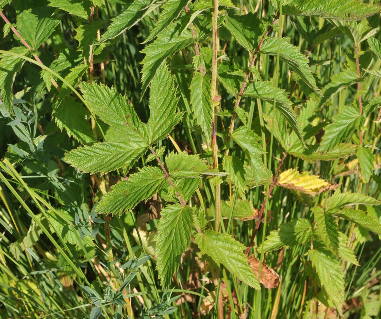 Изображение особи Filipendula ulmaria.