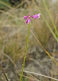 Polygala wolfgangiana. Верхушка доцветающего побега. Башкортостан, Учалинский р-н, Ильчигуловский сельсовет, окр. дер. Мулдашево, хр. Нурали, скальник, ≈ 700 м н.у.м. 7 сентября 2018 г.