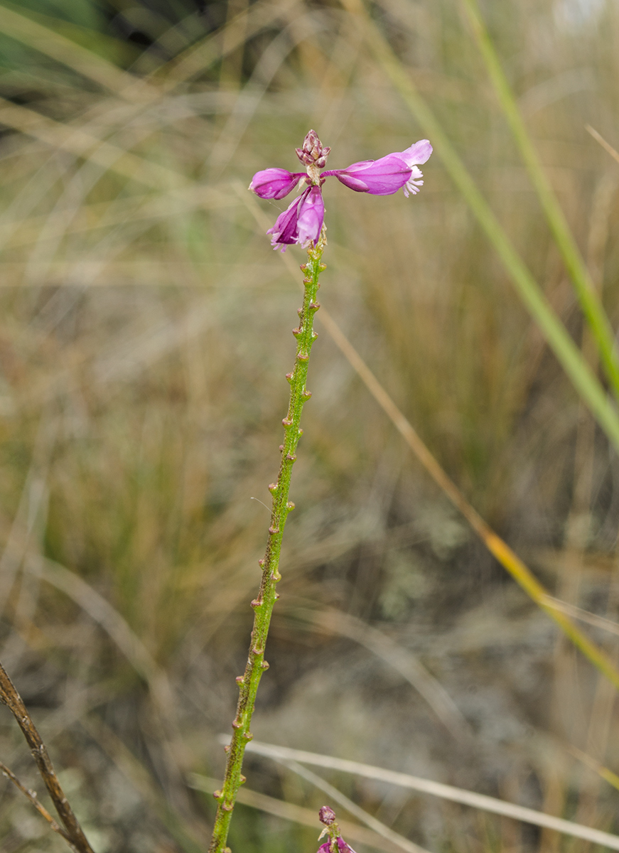 Image of Polygala wolfgangiana specimen.