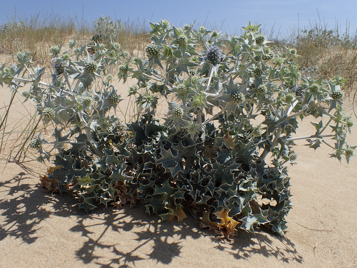 Image of Eryngium maritimum specimen.