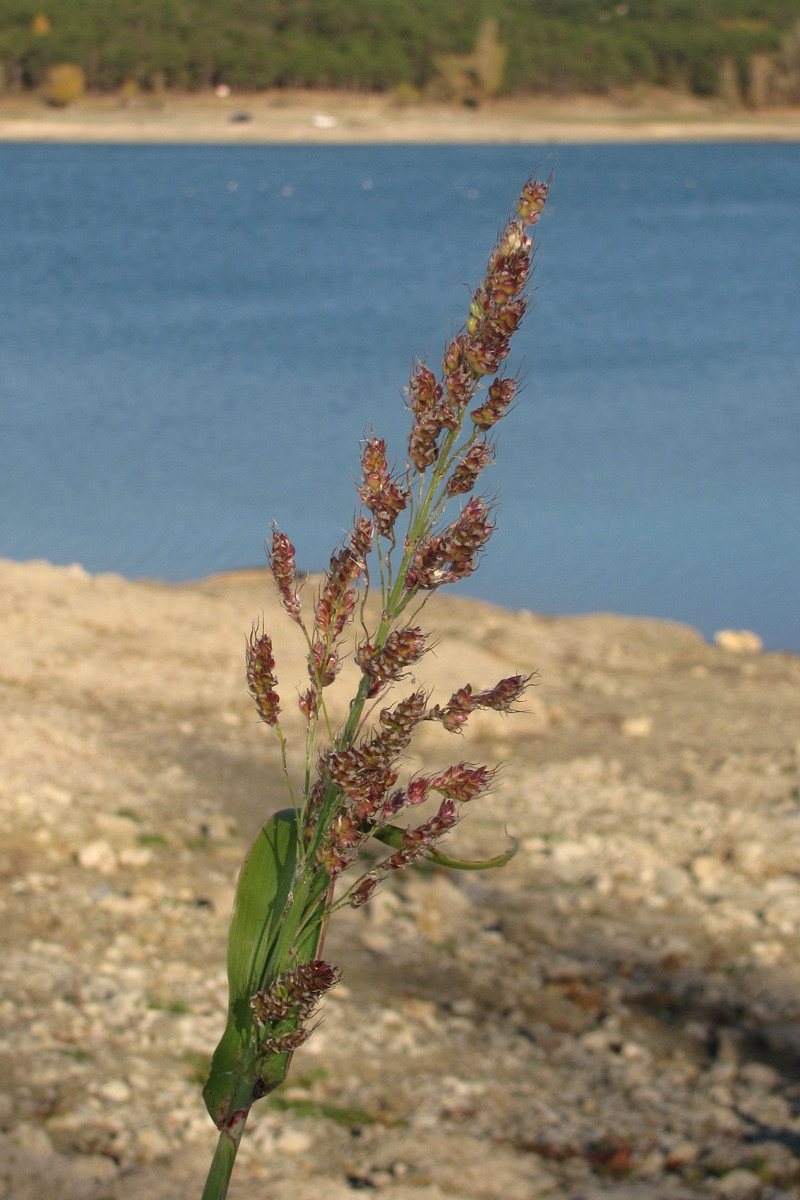 Image of Sorghum saccharatum specimen.