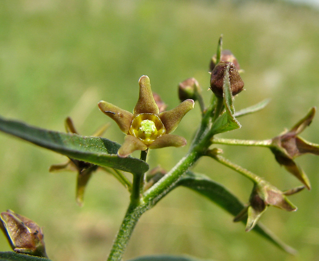 Image of Vincetoxicum maeoticum specimen.