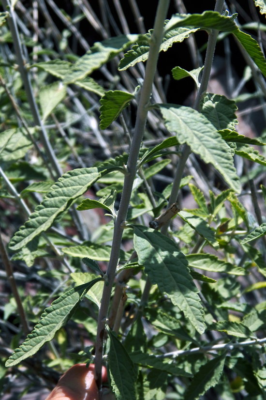 Image of Perovskia angustifolia specimen.