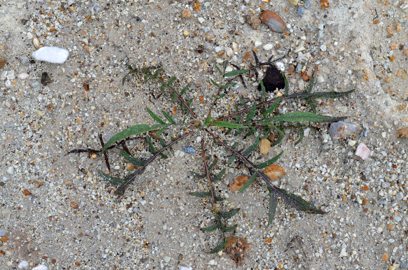 Image of Cousinia krauseana specimen.