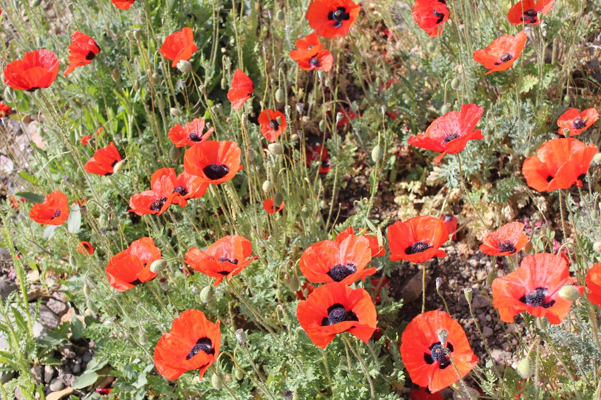 Image of Papaver arenarium specimen.