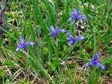 Iris ruthenica