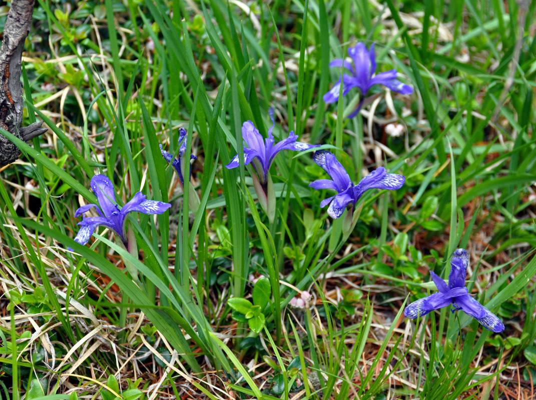 Изображение особи Iris ruthenica.