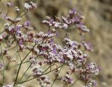 Limonium ferganense