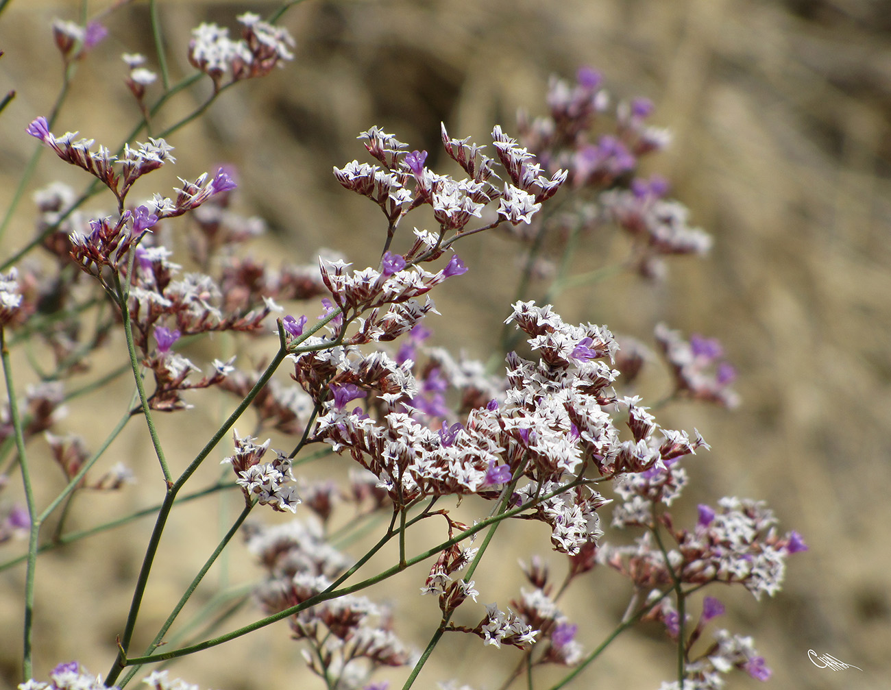 Изображение особи Limonium ferganense.