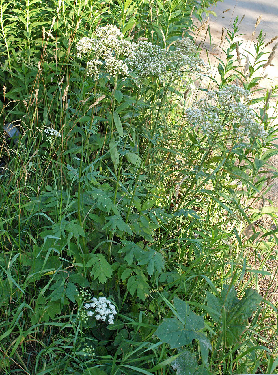 Image of Valeriana officinalis specimen.