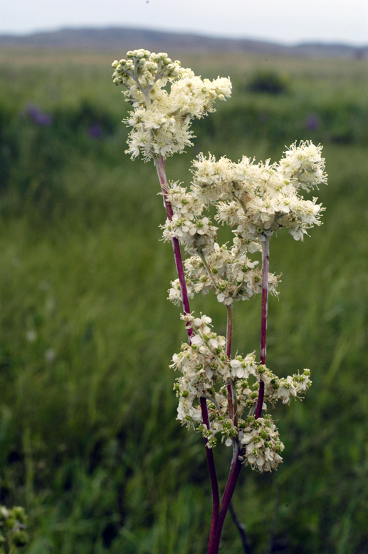 Image of Filipendula vulgaris specimen.