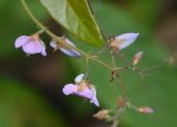 Desmodium adscendens. Часть соцветия. Танзания, автономия Занзибар, о-в Унгуджа, Central South Region, национальный парк \"Jozani Chwaka Bay\". 29.10.2018.