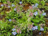 Borago officinalis