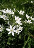 Ornithogalum umbellatum