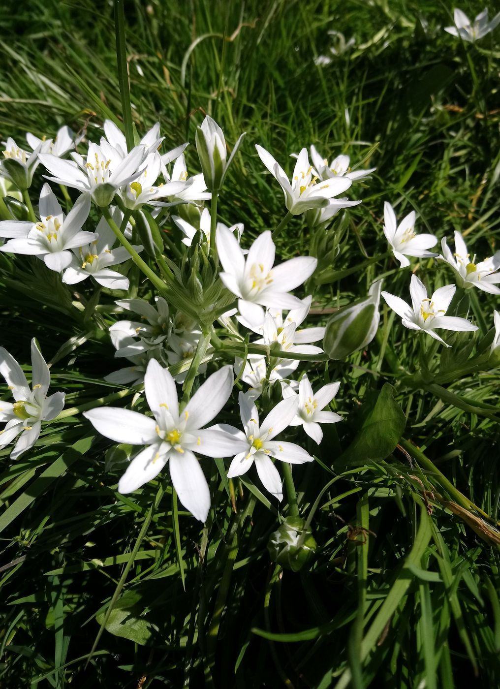 Image of Ornithogalum umbellatum specimen.