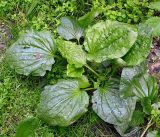 Plantago major. Розетка листьев (размер листа около 22 см). Чувашия, г. Шумерля. 26 июня 2008 г.