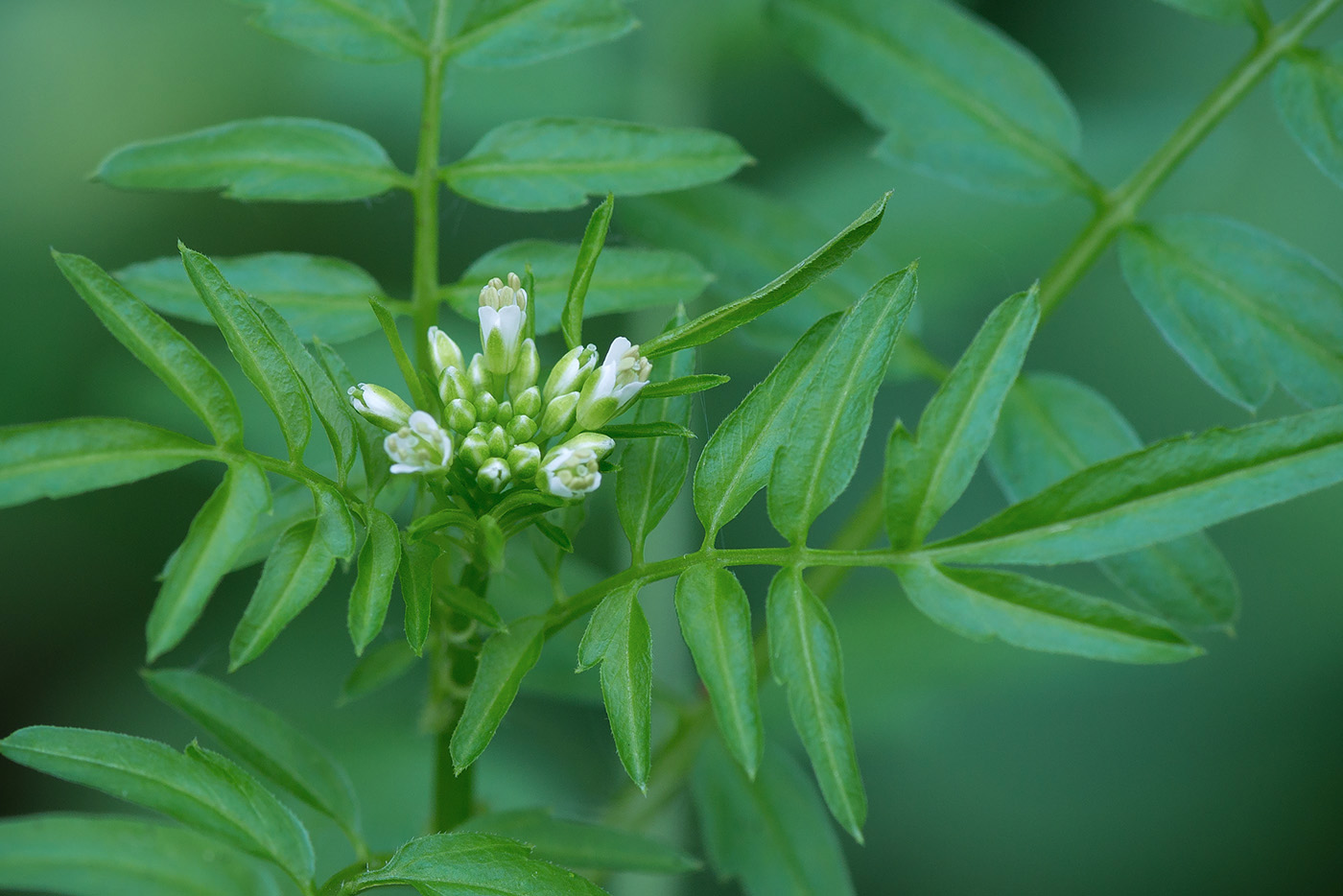 Изображение особи Cardamine impatiens.