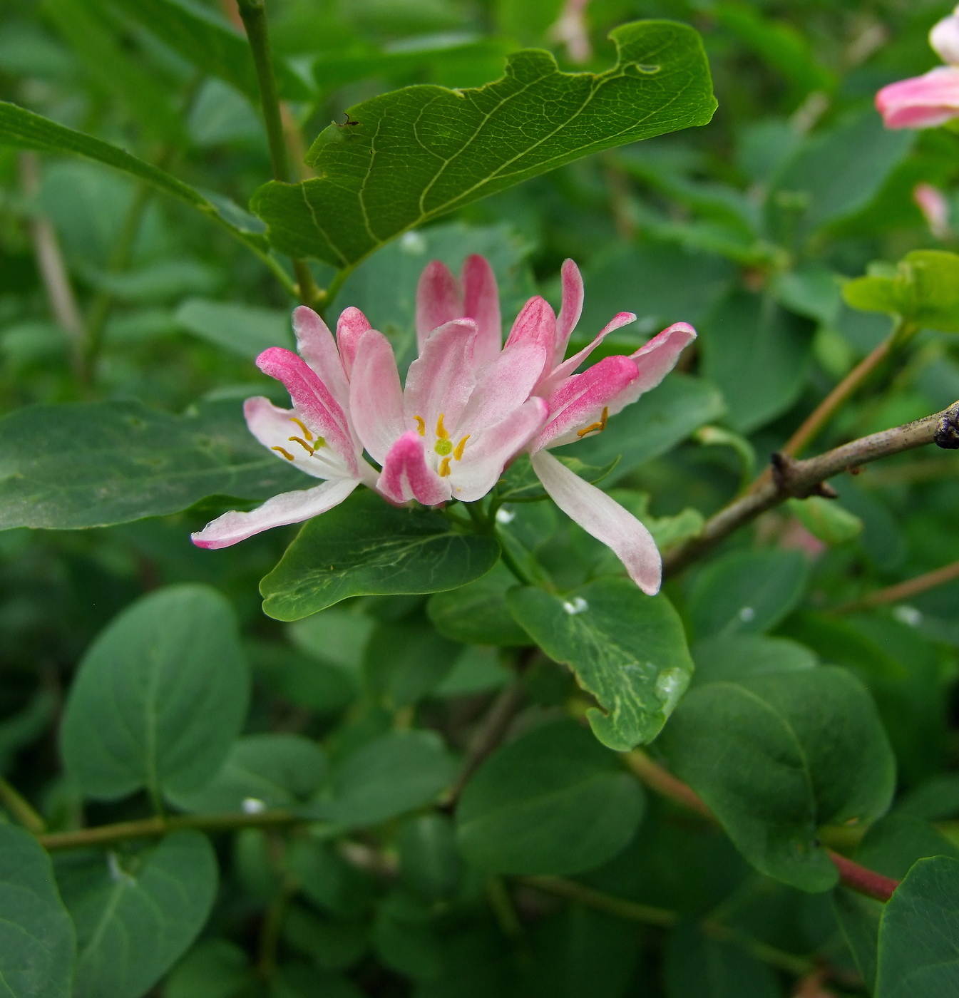 Image of Lonicera tatarica specimen.