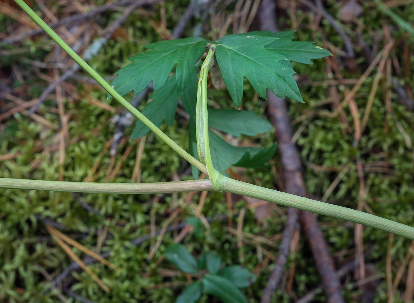 Image of Seseli krylovii specimen.