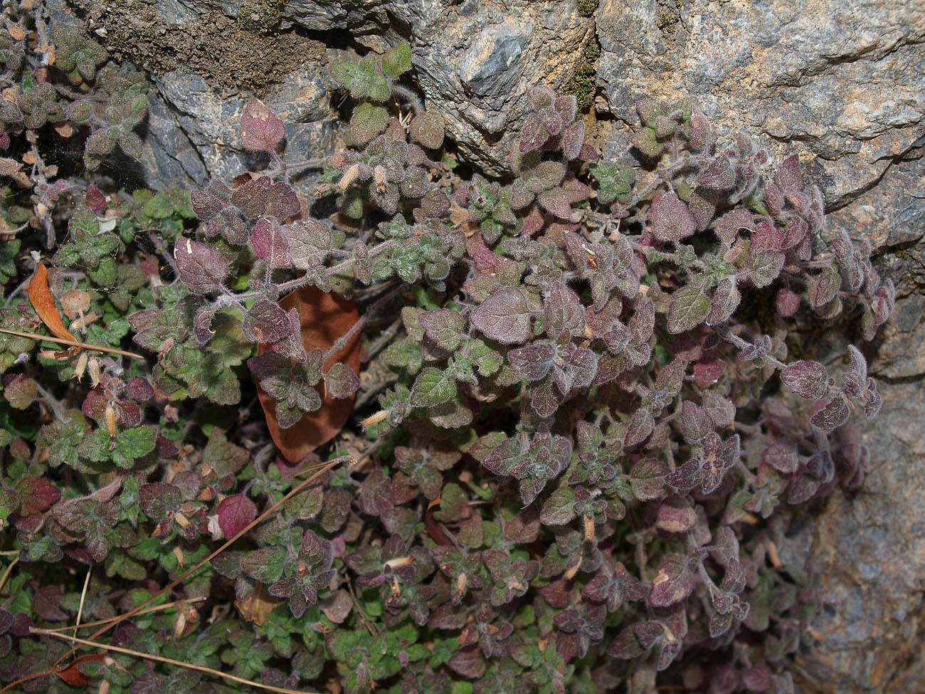 Image of Drymosiphon pamphylicus specimen.