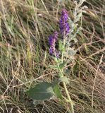 Salvia tesquicola. Верхушка цветущего растения. Республика Татарстан, с. Тетюши, правый крутой берег р. Волга, у смотровой площадки. 05.08.2018.