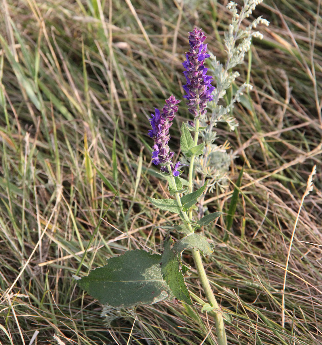 Изображение особи Salvia tesquicola.