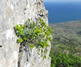 Euphorbia petrophila