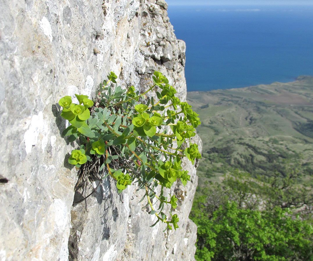 Image of Euphorbia petrophila specimen.