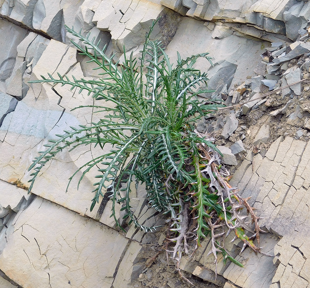 Image of Lamyra echinocephala specimen.