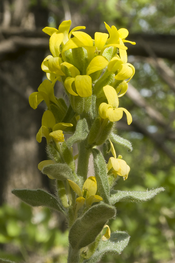 Image of Fibigia eriocarpa specimen.